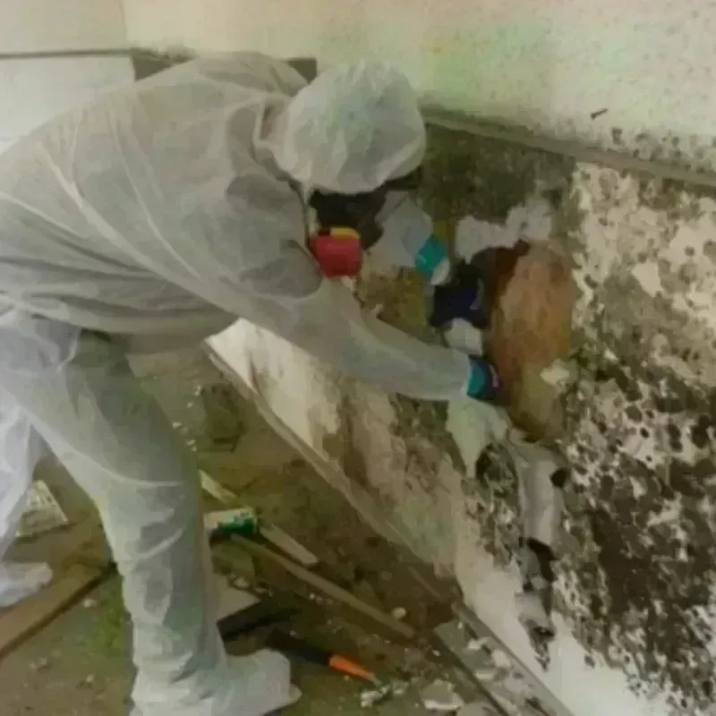 Mold Remediation and Removal in Claysburg, PA